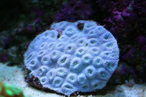 IMG 4522