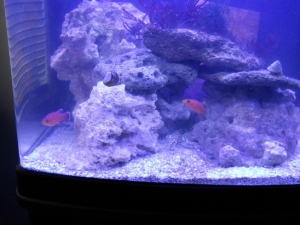 Cave Basslets