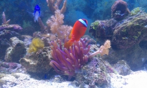 Tomato Clown hosting my purple condi Anemone..