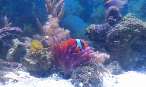 Tomato Clown hosting my purple condi Anemone