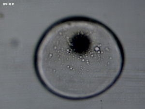 Basslet egg - 30 minutes old