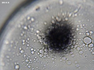 Basslet egg - 30 minutes old, zoomed
