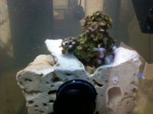 Here is a close look on the live rock magnet.