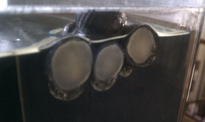 IMAG0270