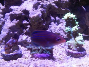 6lined wrasse