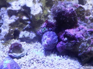 eagle eye trochus