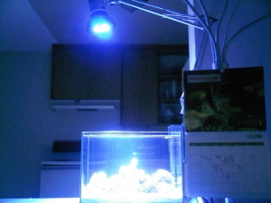 fullshot ecoxoticpar38 no flash
