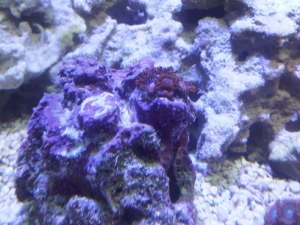 zoa