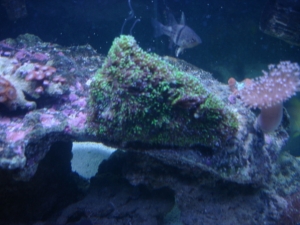 aquarium 009
