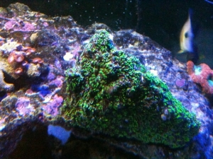 under ecoxotic leds