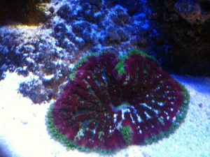 under ecoxotic leds