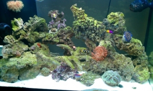 Tank shot