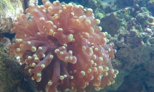 Frog spawn