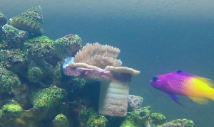 Montypora