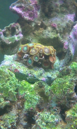 Multi colored zoos