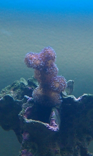Stylapora