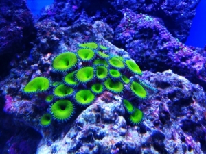 nuclear greens