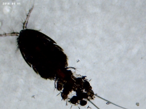Female of unknown cyclopoid