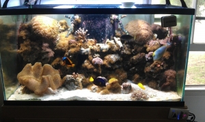 The tank.