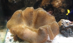 Huge toadstool.