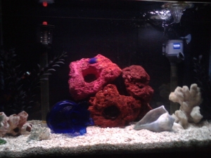 entire tank.... not much to look at really yet