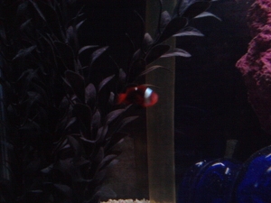 Tomato Clownfish (Didn't want to be still to take a pretty picture)