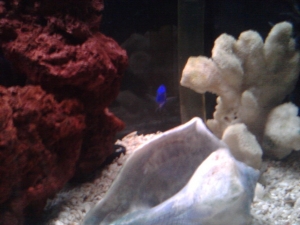 Yellow-Tail Damsel gaurding his spot... (turned when i took the picture0