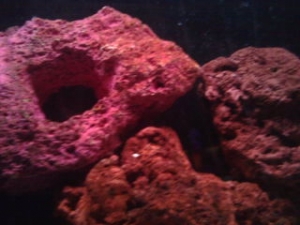 Coral Beaty hideing in lava rocks