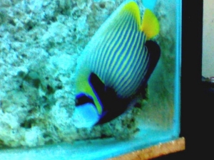 Emperor Angel Adult