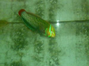 Queen coris wrasse