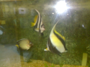 Moorish idol