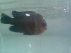 3 spot damsel
