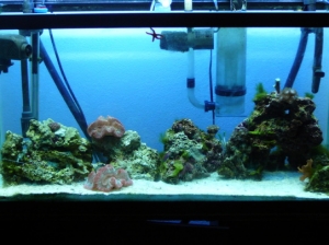 my tank