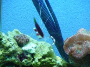 six line wrasse, brain coral and coral banded shrimp
