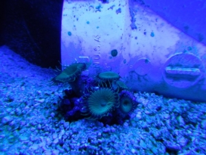 DSCN0928