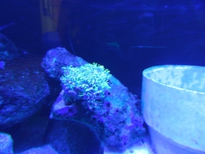 DSCN0929