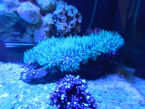 DSCN0933