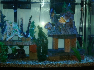 110 gal discus tank
