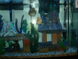 110 discus tank