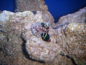 Bumble bee snail and a turbo snail