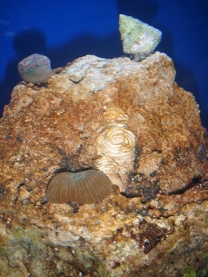 Hermit, turbo, and a mushroom my neighbor gave to me from his tank
