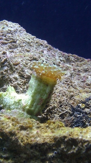 New Frogspawn frag