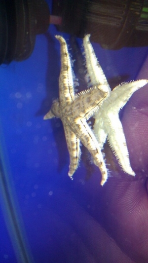 Sandsifting Starfish climbing the glass