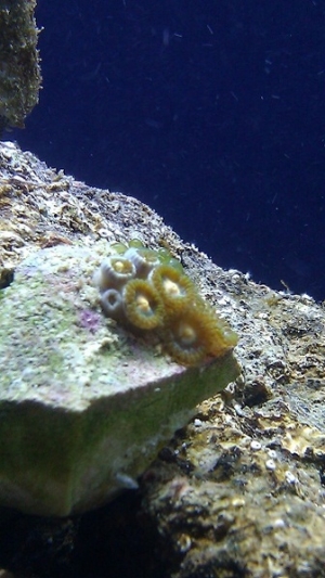 New Polyps frag