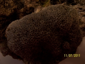 real coral live rock 002