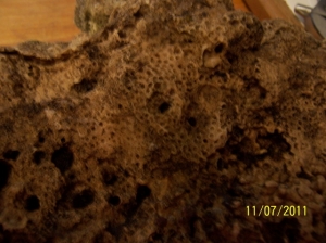 real coral live rock 006