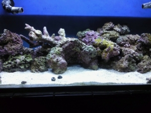 Full tank shot