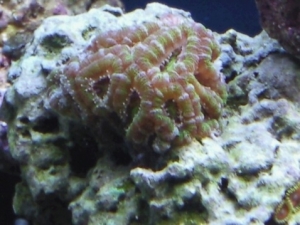 Acan