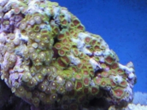 zoas