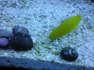 My little yellow coris wrasse :)